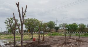Ayuntamiento de Culiacán fortalece reforestación urbana con trasplante de árboles