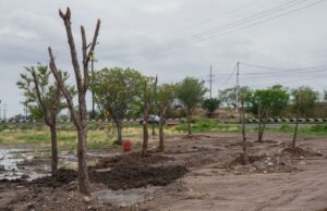 Ayuntamiento de Culiacán fortalece reforestación urbana con trasplante de árboles