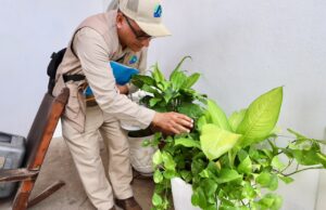 La prevención del dengue empieza en casa: Secretaría de Salud llama a la participación ciudadana