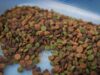 ¡Croquetas bajo la lupa! Investigadores de la UAS encuentran plaga en comida para perros
