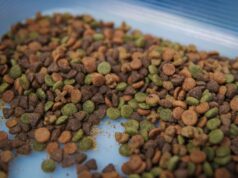 ¡Croquetas bajo la lupa! Investigadores de la UAS encuentran plaga en comida para perros