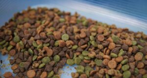 ¡Croquetas bajo la lupa! Investigadores de la UAS encuentran plaga en comida para perros