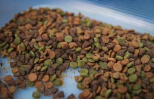 ¡Croquetas bajo la lupa! Investigadores de la UAS encuentran plaga en comida para perros