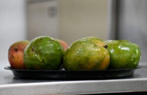 Científicos de la UAS desarrollan biopelículas comestibles a base de plantas regionales para prolongar la vida de las cosechas y reducir pérdidas agrícolas
