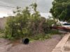 Lluvias y fuertes vientos dejan árboles y postes caídos en Culiacán