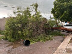 Lluvias y fuertes vientos dejan árboles y postes caídos en Culiacán