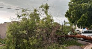 Lluvias y fuertes vientos dejan árboles y postes caídos en Culiacán