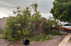 Lluvias y fuertes vientos dejan árboles y postes caídos en Culiacán