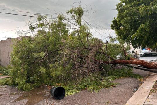 Lluvias y fuertes vientos dejan árboles y postes caídos en Culiacán