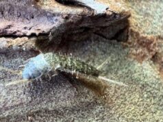 Descubren investigadores de la UAS una nueva especie de microartrópodo en la sierra de Surutato, hallazgo que rompe un siglo sin nuevos registros de este género en América