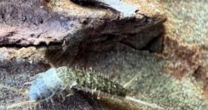 Descubren investigadores de la UAS una nueva especie de microartrópodo en la sierra de Surutato, hallazgo que rompe un siglo sin nuevos registros de este género en América