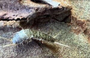 Descubren investigadores de la UAS una nueva especie de microartrópodo en la sierra de Surutato, hallazgo que rompe un siglo sin nuevos registros de este género en América