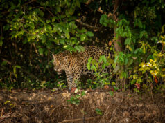 SEBIDES y especialistas buscan unir esfuerzos para proteger al jaguar en Sinaloa