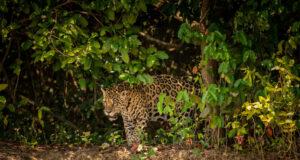 SEBIDES y especialistas buscan unir esfuerzos para proteger al jaguar en Sinaloa