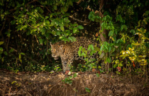 SEBIDES y especialistas buscan unir esfuerzos para proteger al jaguar en Sinaloa