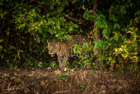 SEBIDES y especialistas buscan unir esfuerzos para proteger al jaguar en Sinaloa